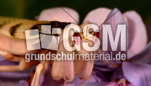 Orchideenmantis (3).jpg